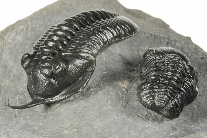 Morocconites Trilobite With Morocops - Excellent Preparation #191743